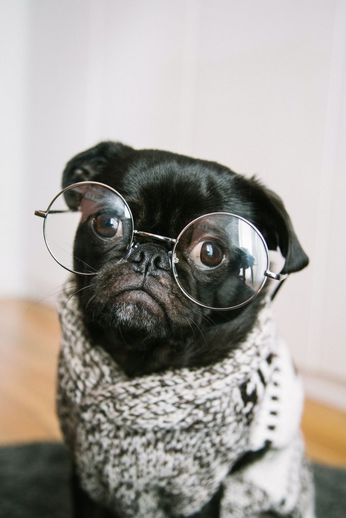 senior dog wearing glasses