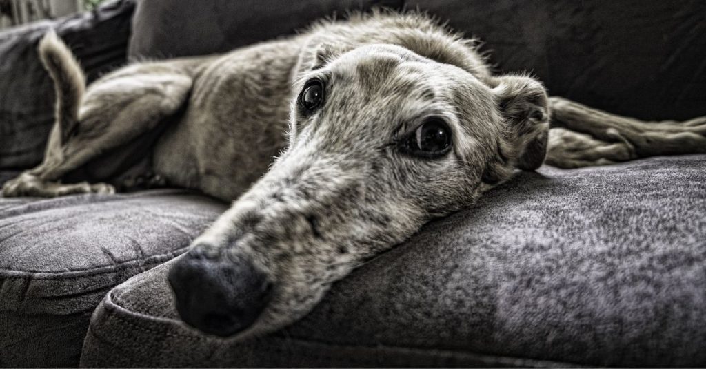 10 Ways to Make Your Home Safer For Senior Pups