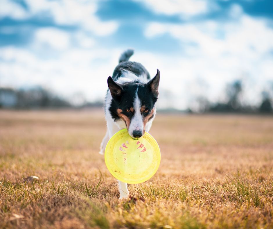 brain games to keep your senior dog's mind engaged