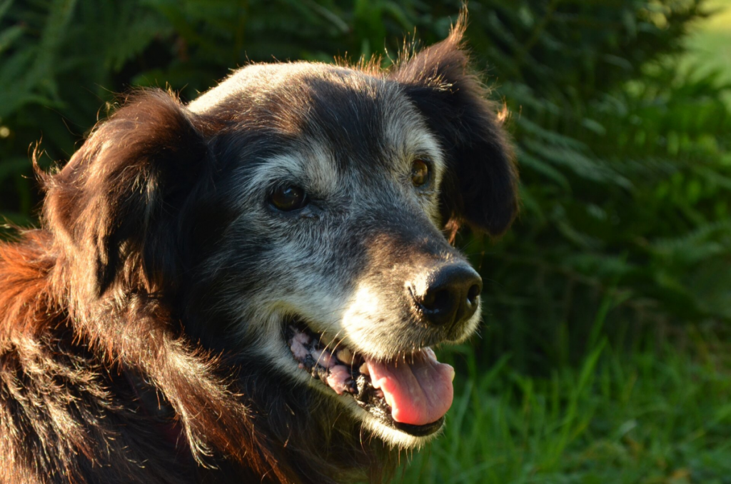 Cognitive Dysfunction Syndrome in senior dogs diagnosis