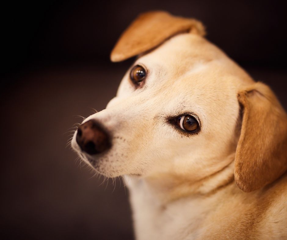 causes of vision loss in senior dogs