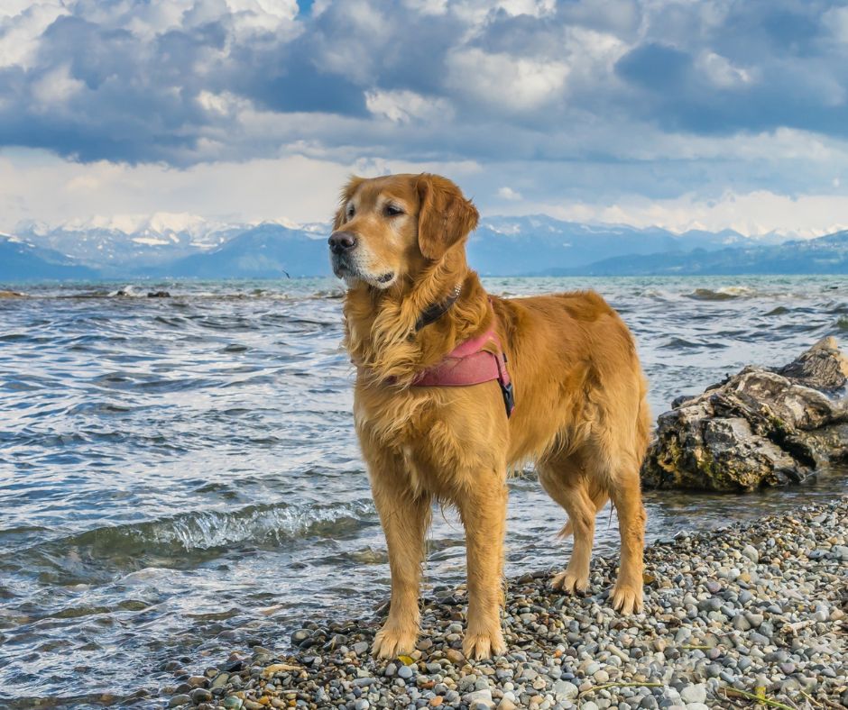 tips for keeping a senior dog healthy