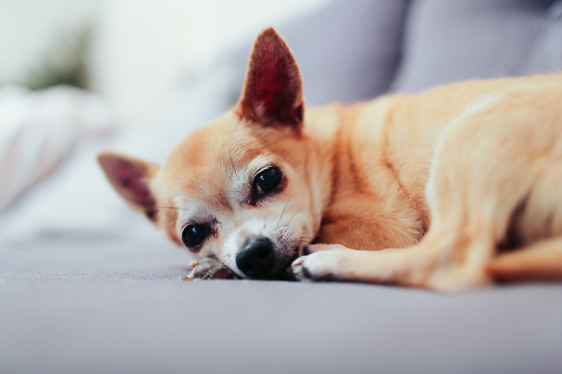 At What Age Are Dogs Considered Seniors & Other FAQs About Senior Pups