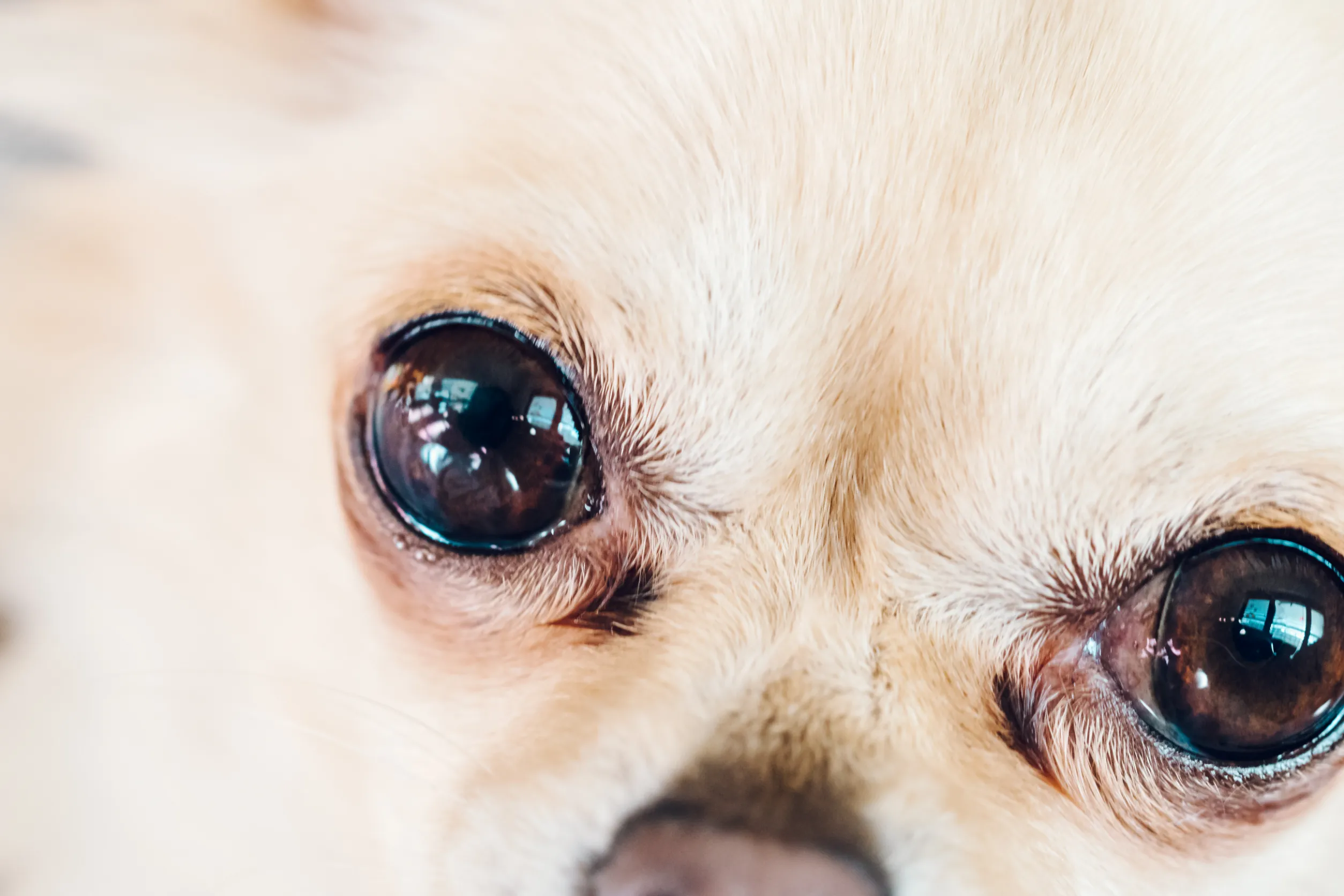 close up of a dog with teary eyes